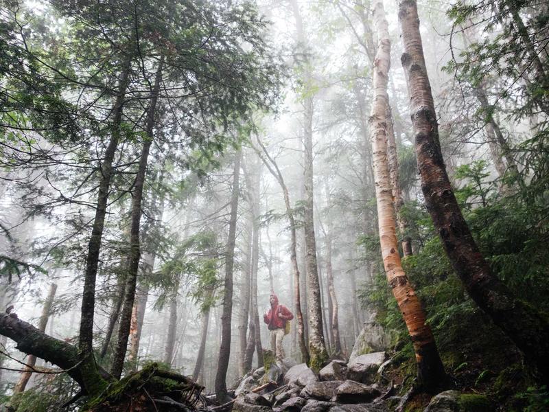 포레스트 스위트 A동